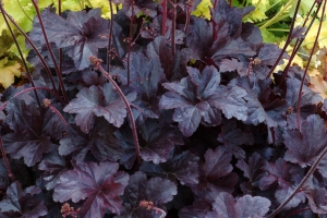 Heuchera 'Obsidian' New 2026